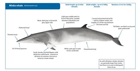 minke whale facts for kids